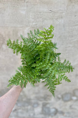 Detail of Asplenium 'Austral Gem' fern in a 4 inch growers pot against a grey wall.