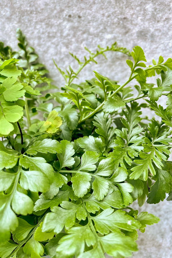 Close up of Asplenium (dimorphum x difforme) 'Austral Gem'