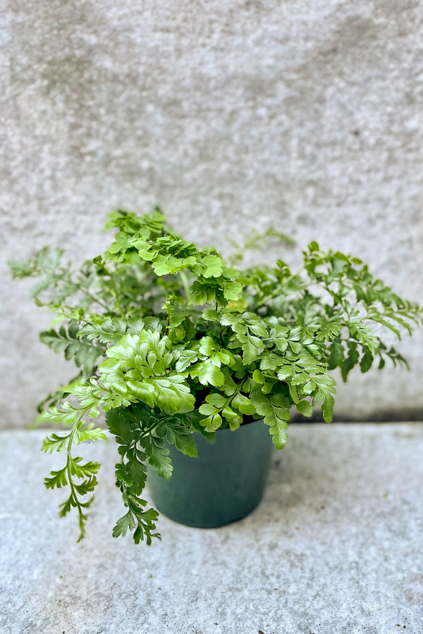 Asplenium (dimorphum x difforme) 'Austral Gem' in front of grey background