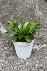 A full view of Asplenium nidus 'Crissie' 4" in grow pot against concrete backdrop