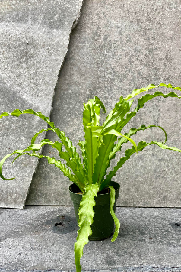 The Asplenium antiquum 'Victoria' sits in a four inch pot against a grey backdrop.