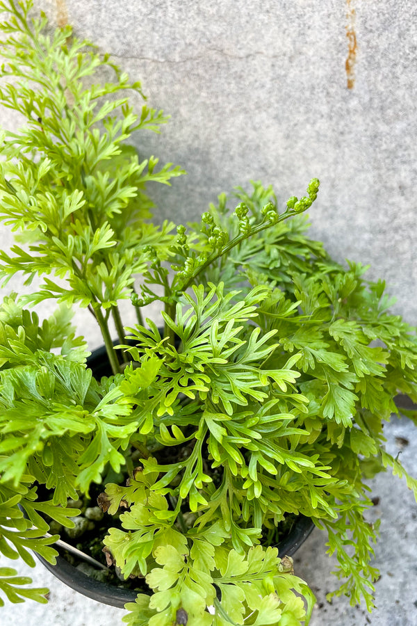 Close up of Asplenium bulbiferum "Mother Fern" foliage