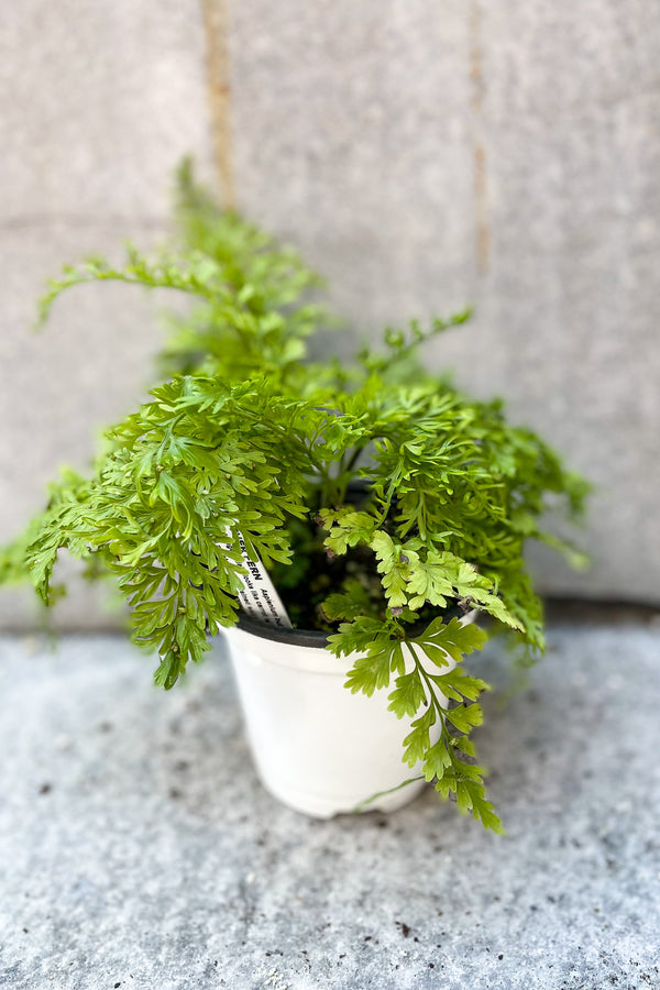 Asplenium bulbiferum "Mother Fern" 4" in front of grey background