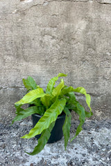 Asplenium antiquum 'Hurricane' 6" black growers pot with spiraling green leaves against a grey wall
