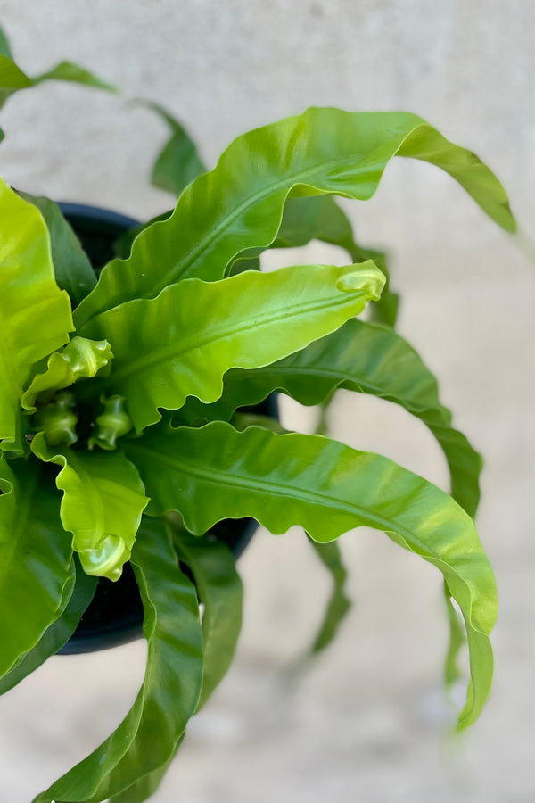 A detailed look at Asplenium antiquum 'Hurricane' 6" spiraling green leaves against a grey wall