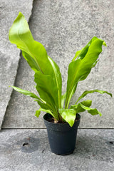 The Asplenium nidus sits in a four inch grower's pot against a grey backdrop.