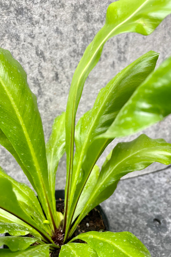 A detailed look at the Asplenium nidus "Bird's Nest Fern" 