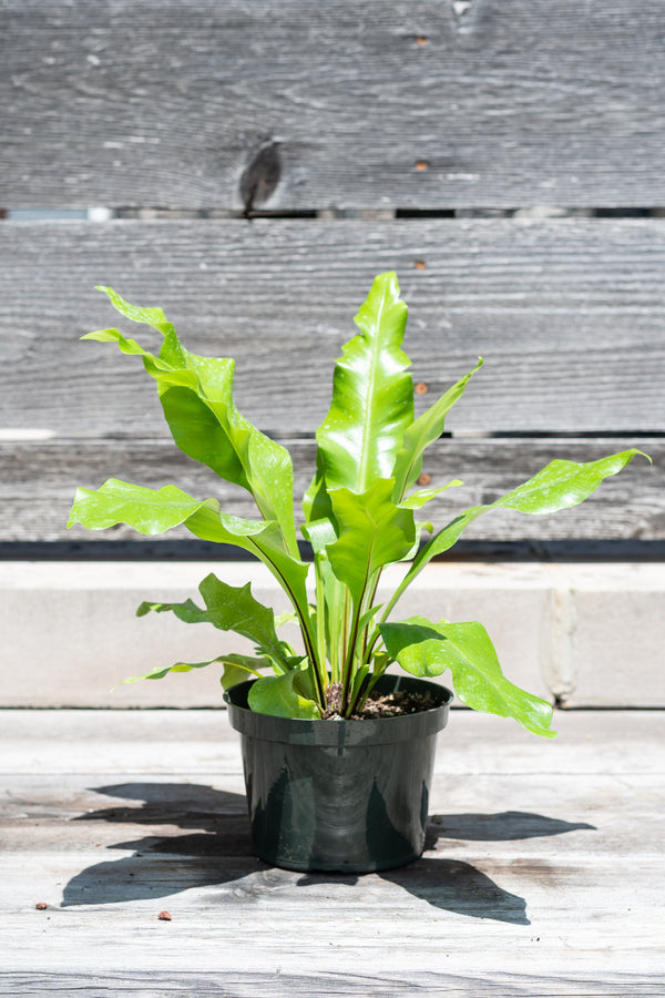 Asplenium nidus "Bird's Nest Fern" in front of grey wood background