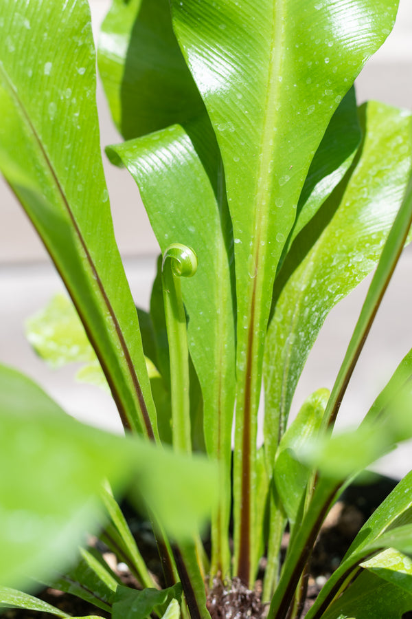 Close up of Asplenium nidus "Bird's Nest Fern" unfurling new leaf