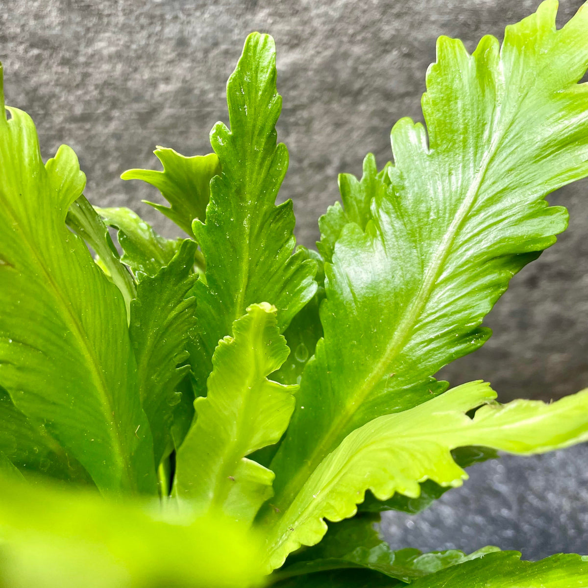 champion bird's nest fern Asplenium nidus 'Champion' 4"