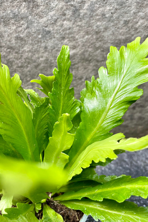 The Asplenium nidus 'Champion' boasts a lime green, elongated foliage with ridged edges.