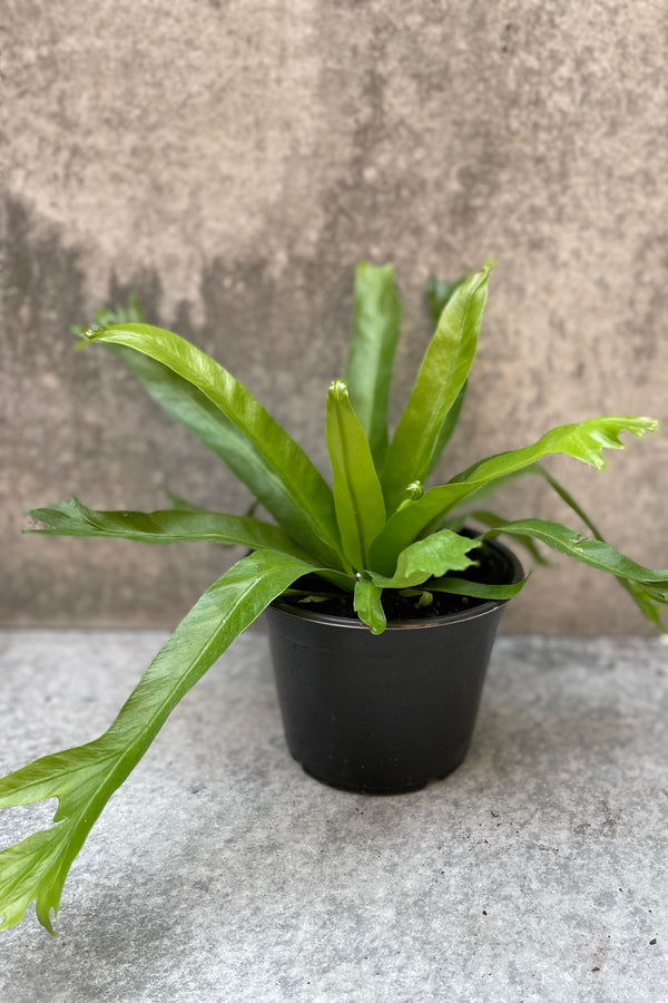 Asplenium nidus 'Crissie' in a 6" pot.