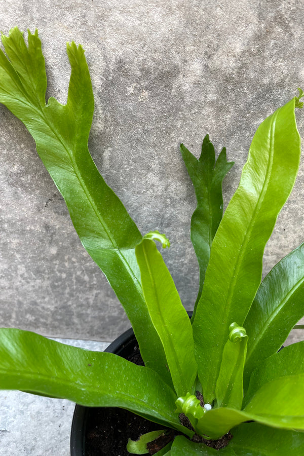 Asplenium nidus 'Crissie' close up of the serrated and crested leaves. 