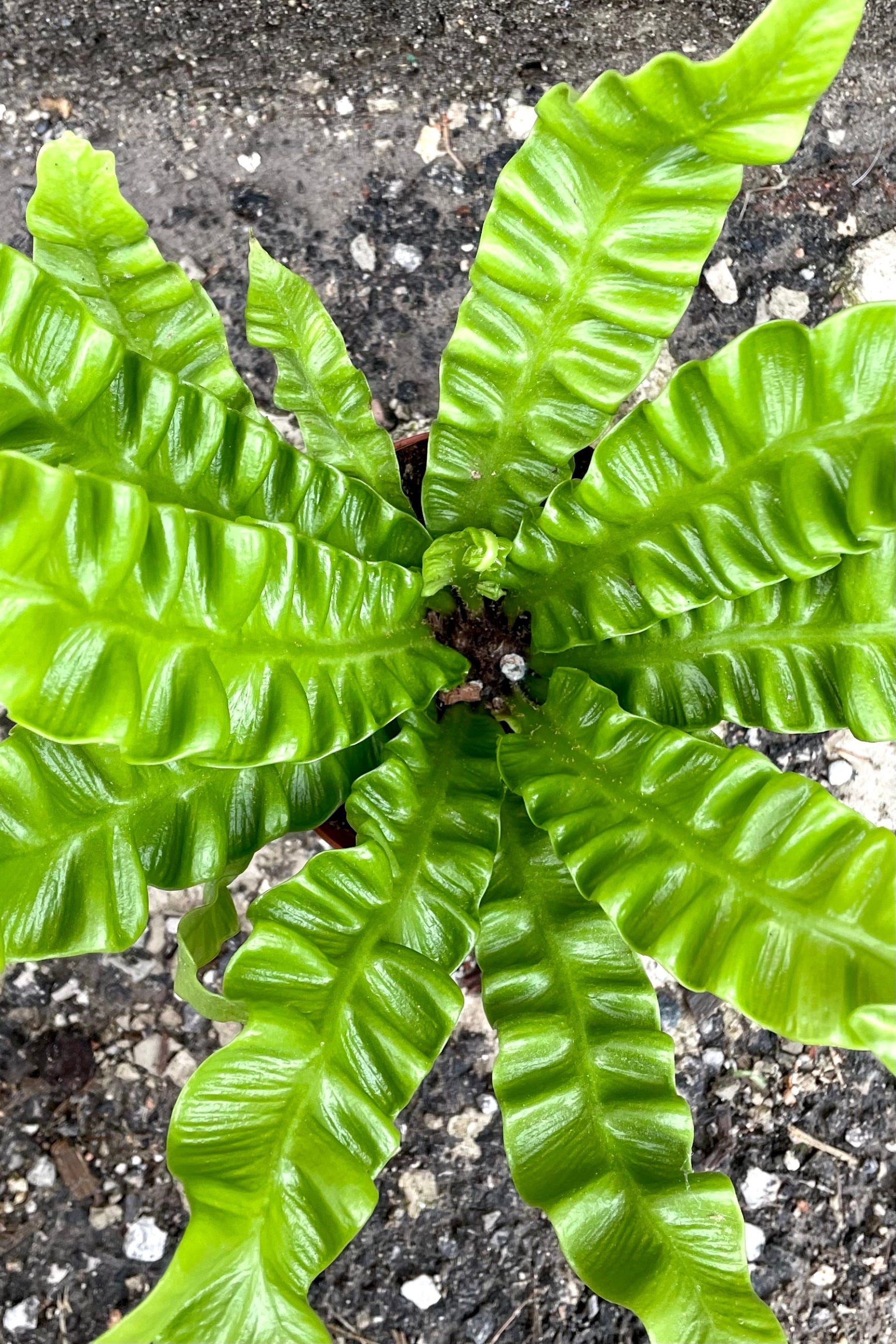 An overhead view of the leaves of the 4" Asplenium nidus 'Crispy Wave' against a concrete backdrop ©Sprout Home 