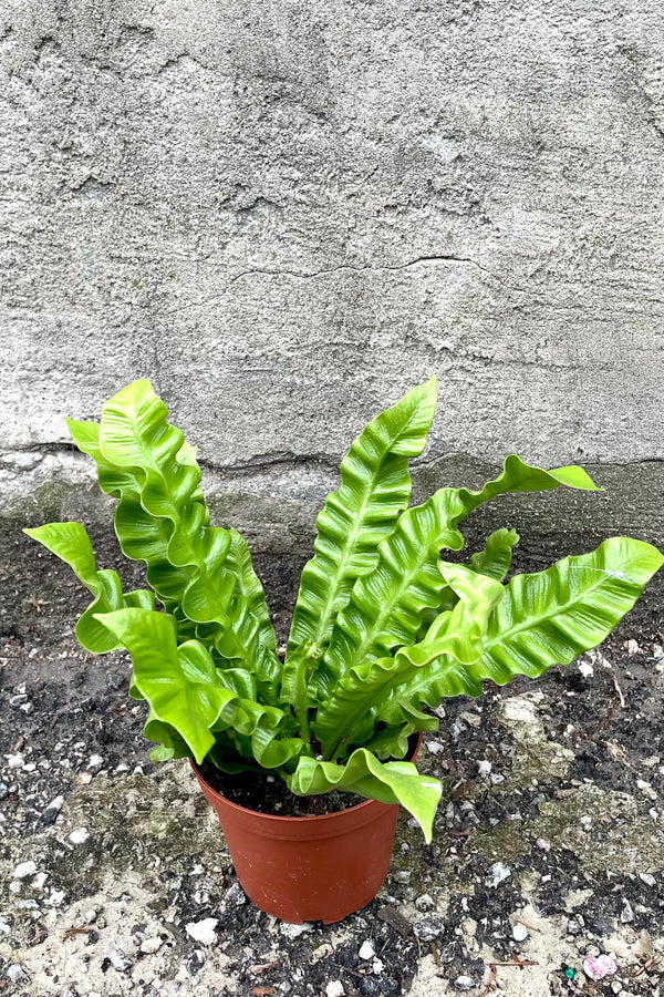 A frontal view of the 4" Asplenium nidus 'Crispy Wave' against a concrete backdrop