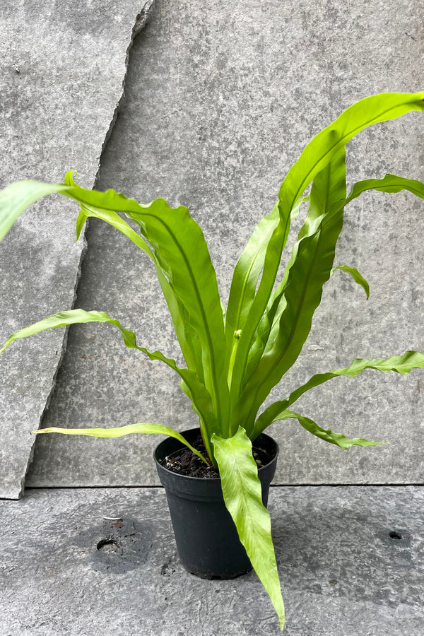 The Asplenium nidus 'Japanese' "Bird's Nest Fern" sits in a four inch pot against a grey pot.