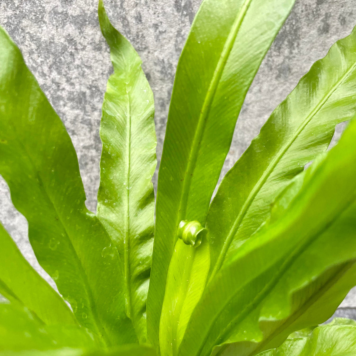 american plant exchange birds nest fern japanese live plant Asplenium nidus 'Japanese' 