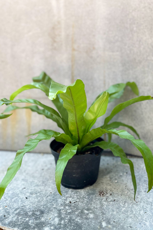 Asplenium nidus "Bird's Nest Fern" 'Japanese' - 6" in front of grey background