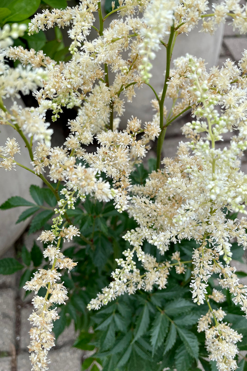 A close up picture of the white blooms of the Astilbe 'Bridal Veil' in bloom the beginning of July at Sprout Home above it green tooth like textured foliage. 