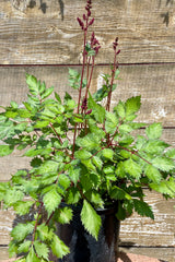 #1 container of Astilbe 'Vision in Red' in mid June showing bud and bloom against a cedar fence at Sprout Home.