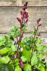 The Astilbe 'Vision in Red' budding and starting to bloom in mid June showing the deep burgundy red blooms on top of dark green foliage and burgundy stems against a wood fence at Sprout Home.