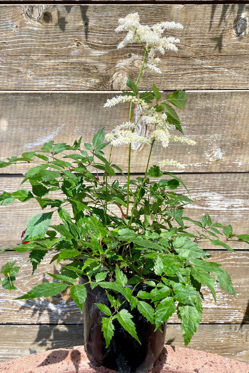 #1 growers pot of Astilbe 'Deutschland' in bloom showing the white flowers and serrated lacy foliage against a wood fence in mid June at Sprout Home.