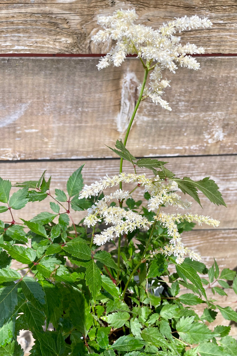 Astilbe 'Deutschland' in bloom showing the white flowers on top of serrated lacy greens against a wood fence mid June at Sprout Home.