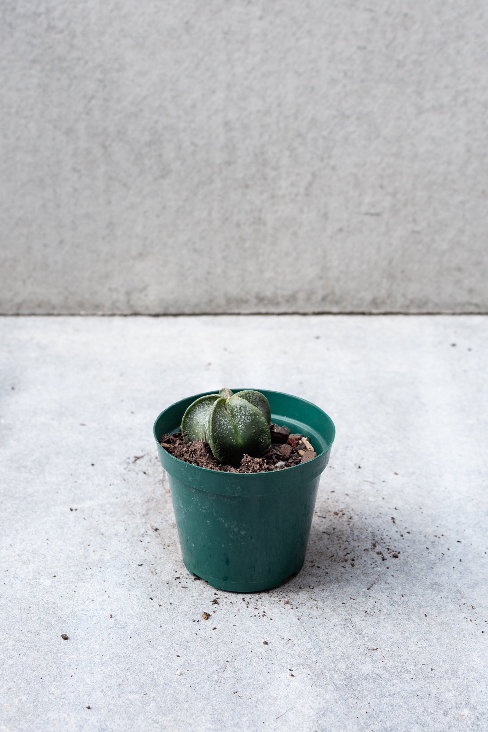 Astrophytum myriostigma in a 4" growers pot. 