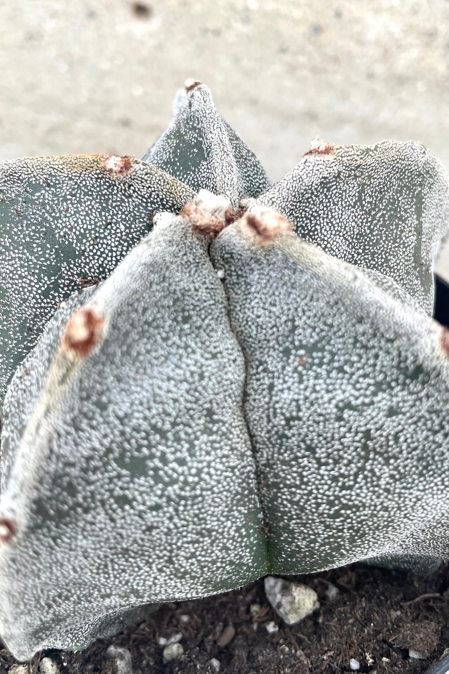 A detailed view of Astrophytum myriostigma "Bishop Cap" 3.5" against concrete backdrop ©Sprout Home 
