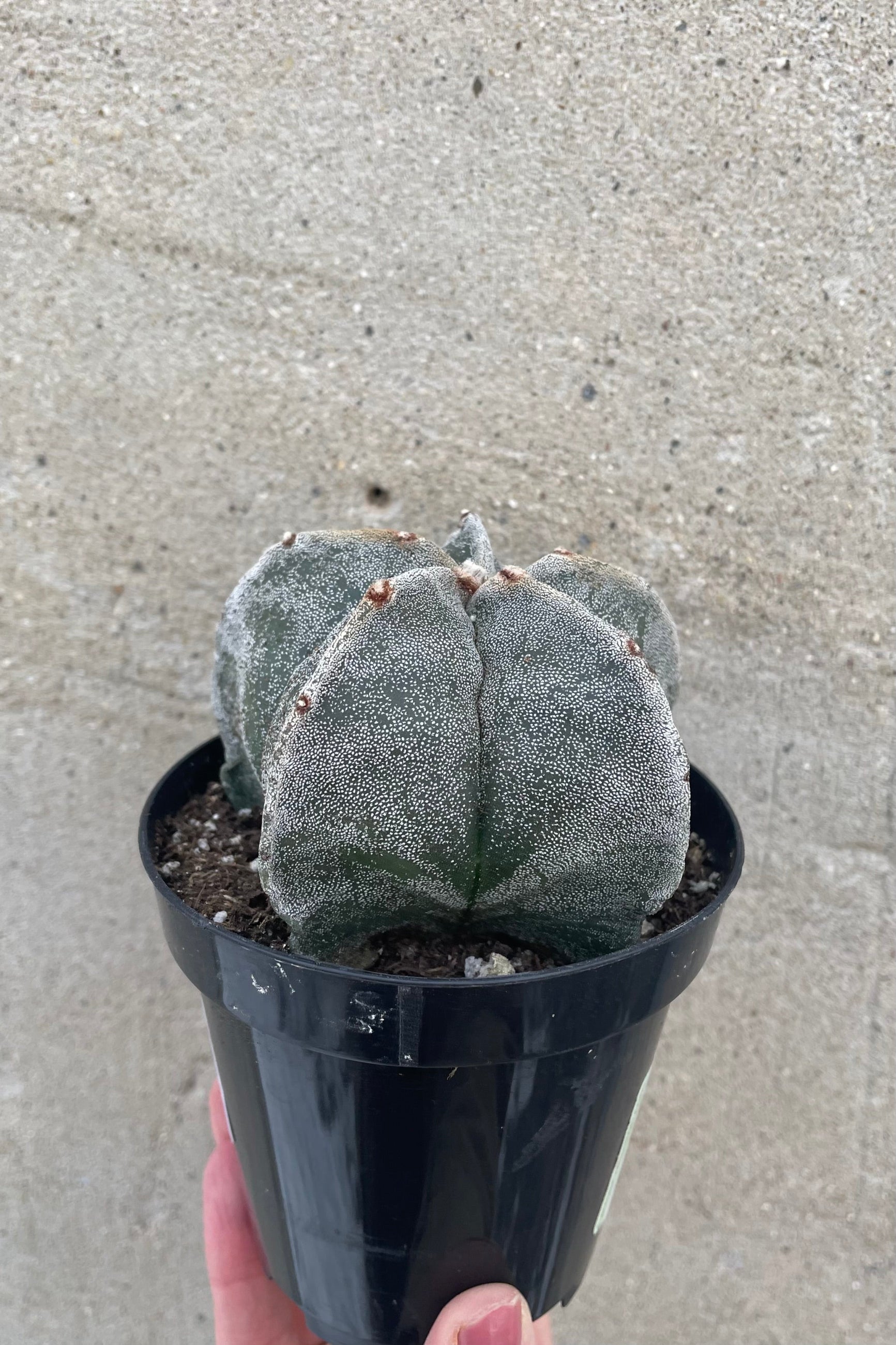 A hand holds Astrophytum myriostigma "Bishop Cap" 3.5" in a grow pot against concrete backdrop ©Sprout Home 