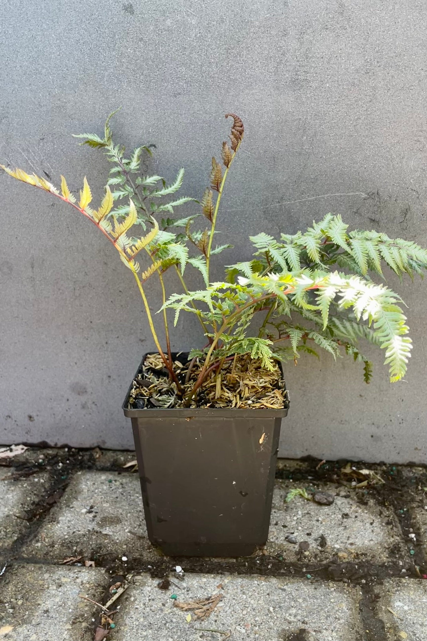 Anthyrium 'PIctum', Japanese Painted fern, in a 4.5" growers pot mid end of June showing the delicate gray with green and red stems against a grey wall at Sprout Home.©Sprout Home