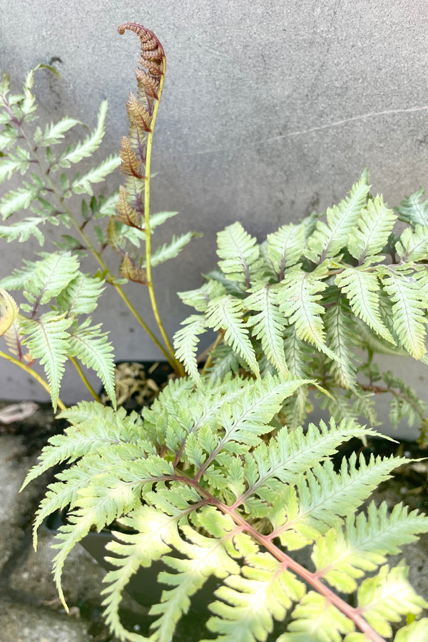 Japanese Painted fern up close showing the light grey with green and red stems and foliage against a grey background end of June at Sprout Home.