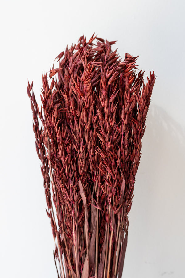 Preserved burgundy Avena Sativa against a white wall