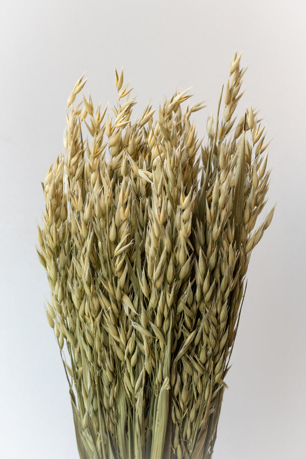 Preserved natural Avena Sativa against a white wall