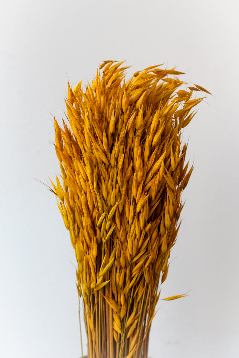 Preserved yellow Avena Sativa against a white wall