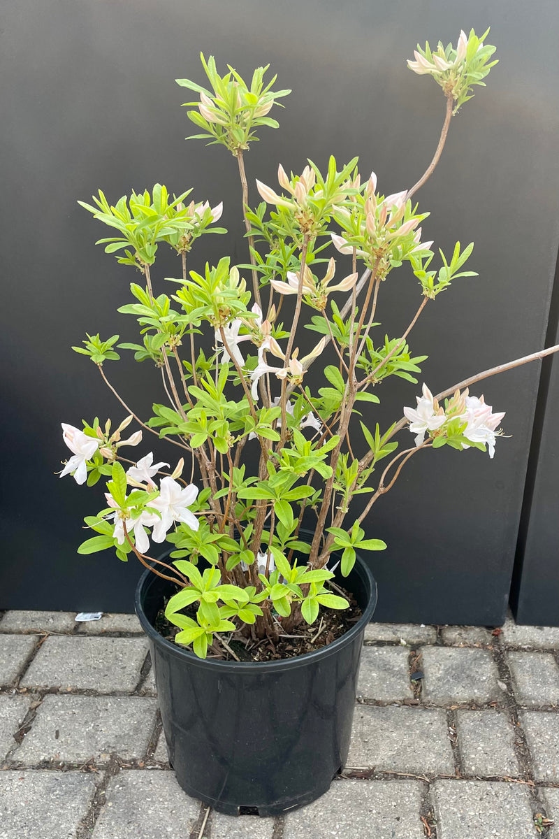 The Azalea 'White Lights' in a #3 growers pot, detail picture showing the white buds about to bloom , and some open, against a black wall at Sprout Home.