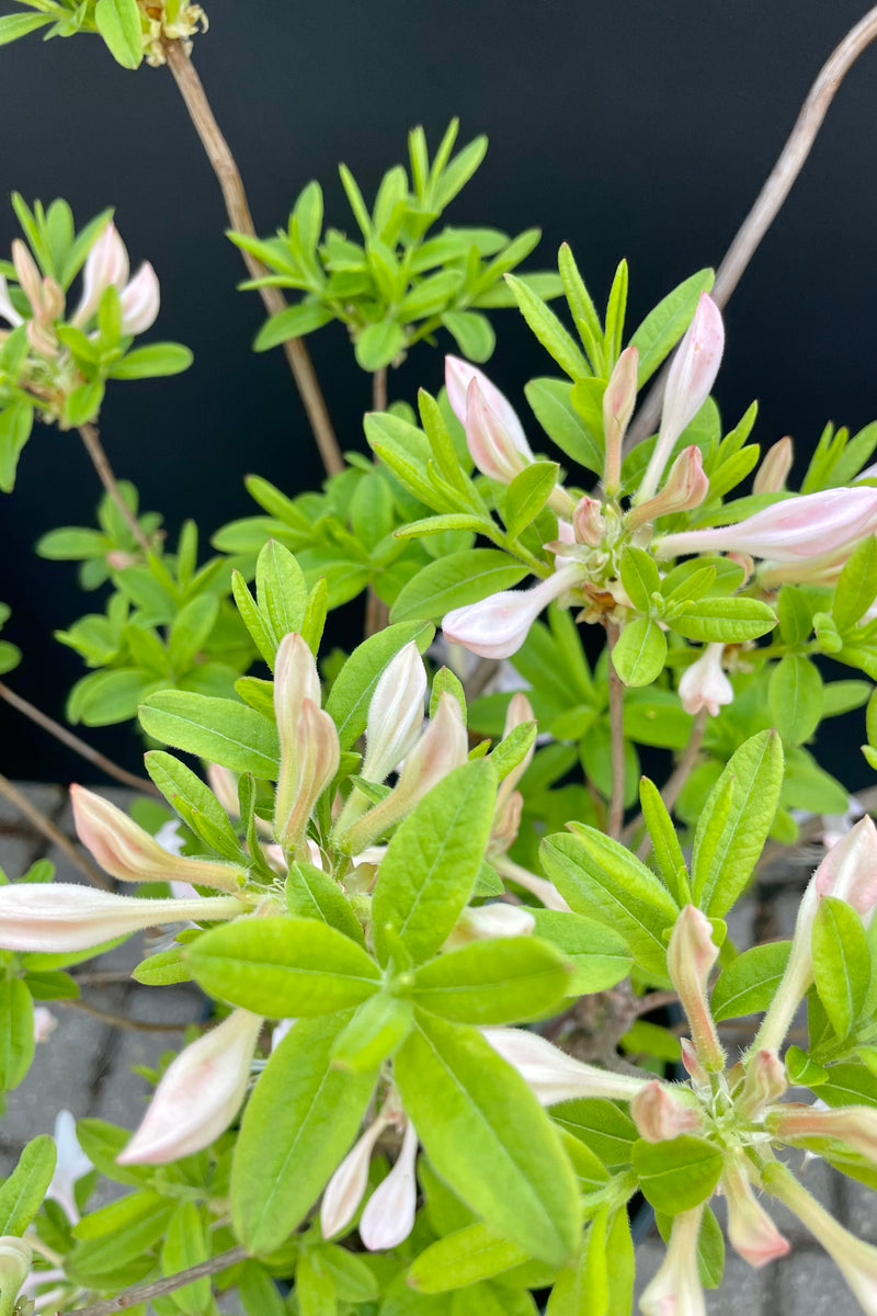 The Azalea 'White Lights' detail picture showing the white buds about to bloom against a black wall at Sprout Home.