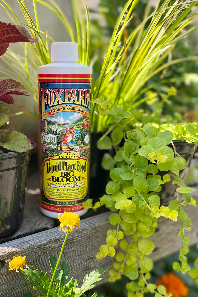 Big Bloom Organic Fox Farm Fertilizer 1 pint against sprout home's garden 