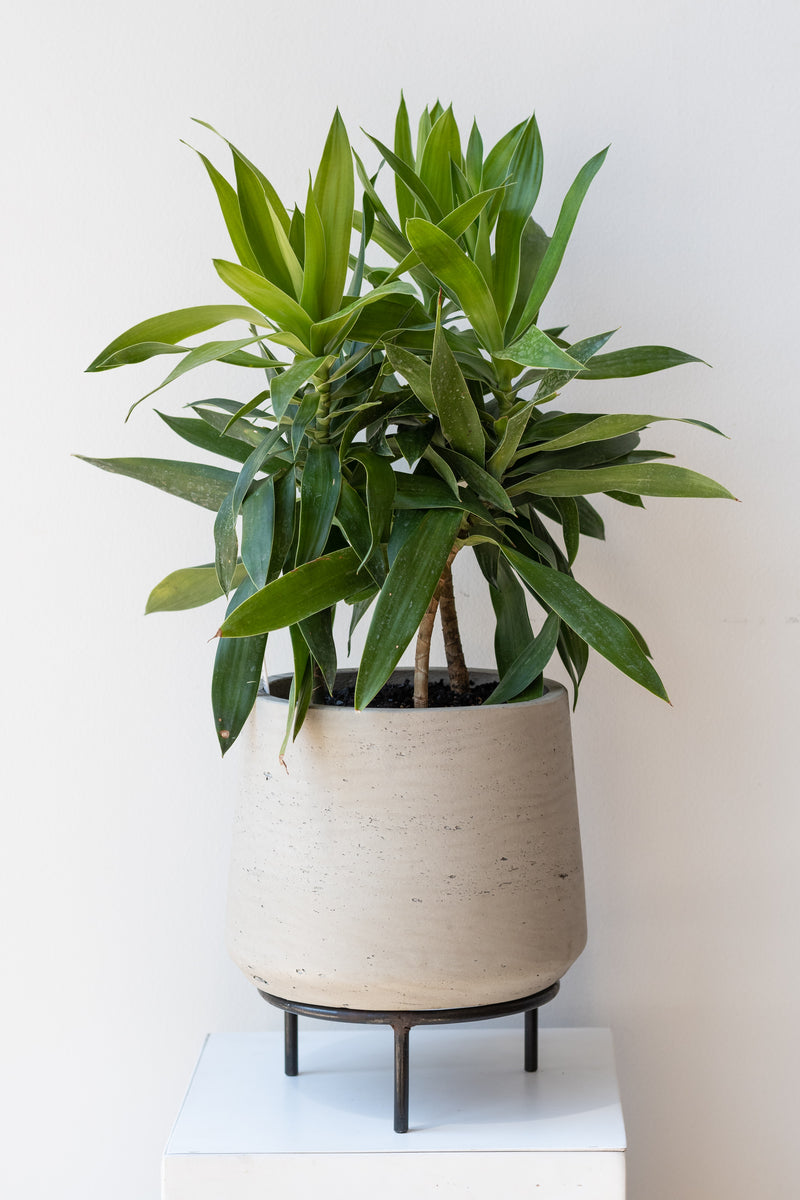 Dracaena in concrete pot sits on 6 inch iron metal tripod pot stand on a white surface in a white room