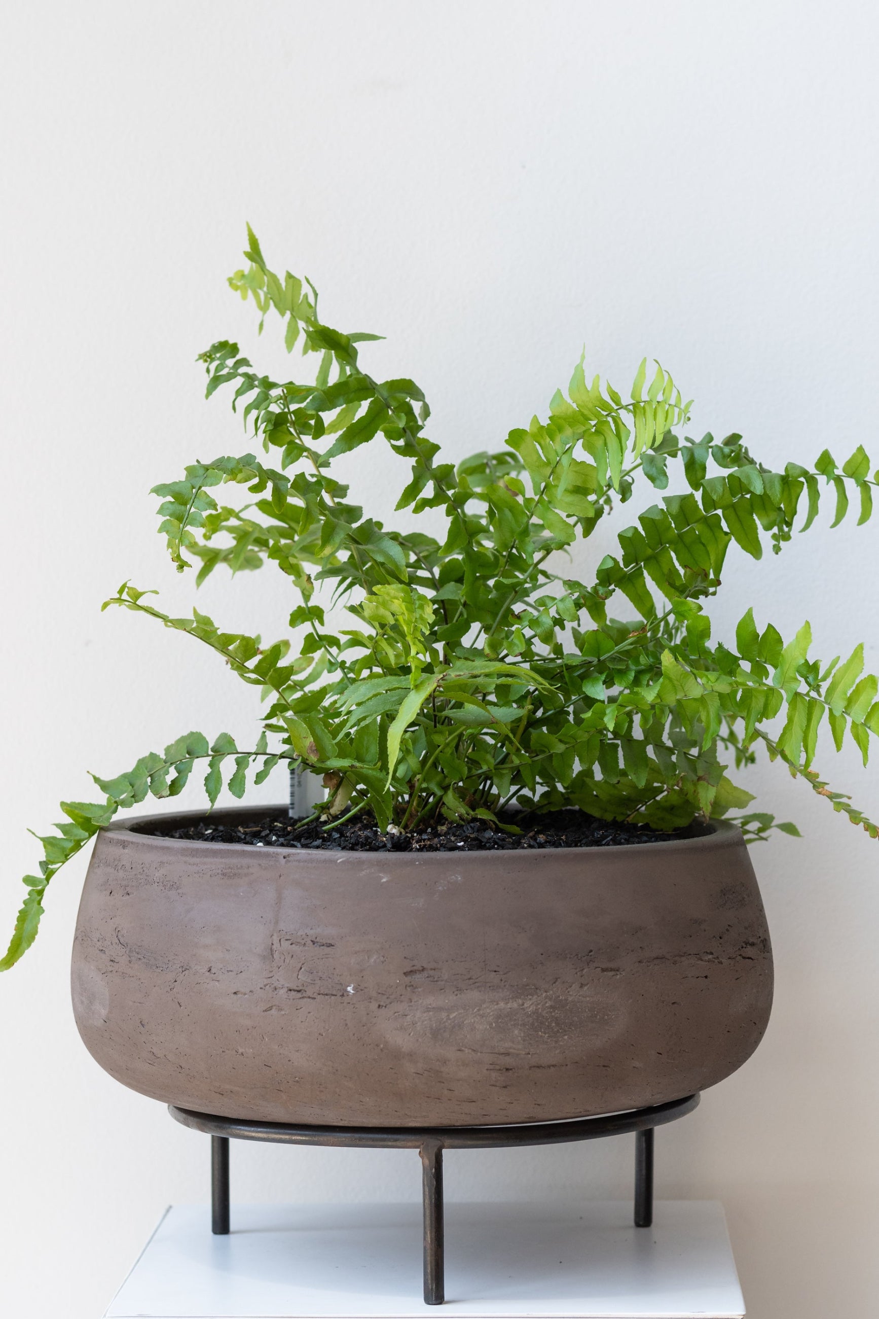 Fern in concrete planter on top of 8 inch iron metal tripod pot stand on a white surface in a white room ©Sprout Home
