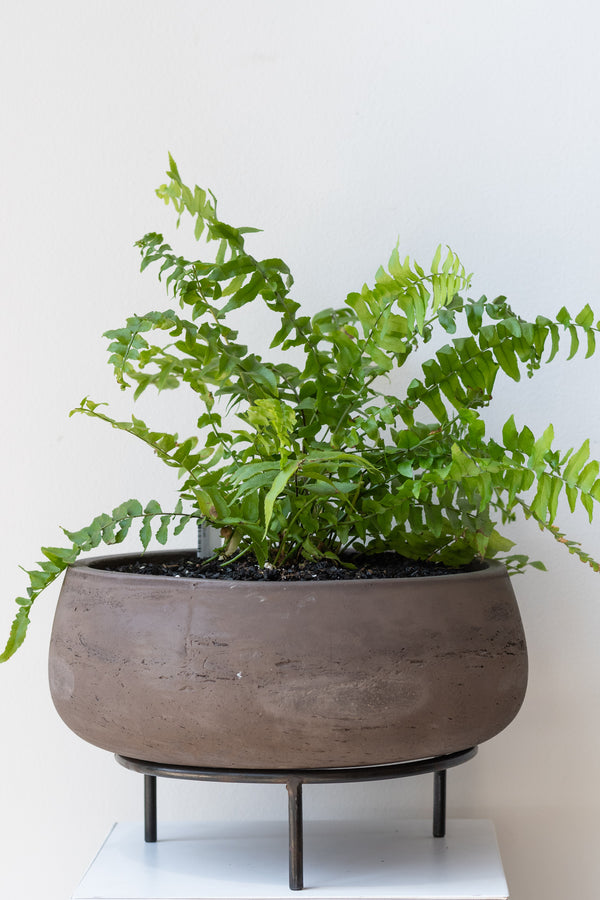 Fern in concrete planter on top of 8 inch iron metal tripod pot stand on a white surface in a white room