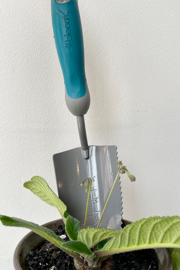 detail of Bloom Serrated Transplanter in blue