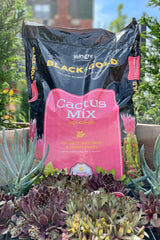 Black Gold Cactus Mix 1 cubic foot with succulents and cactuses in the sprout home garden  