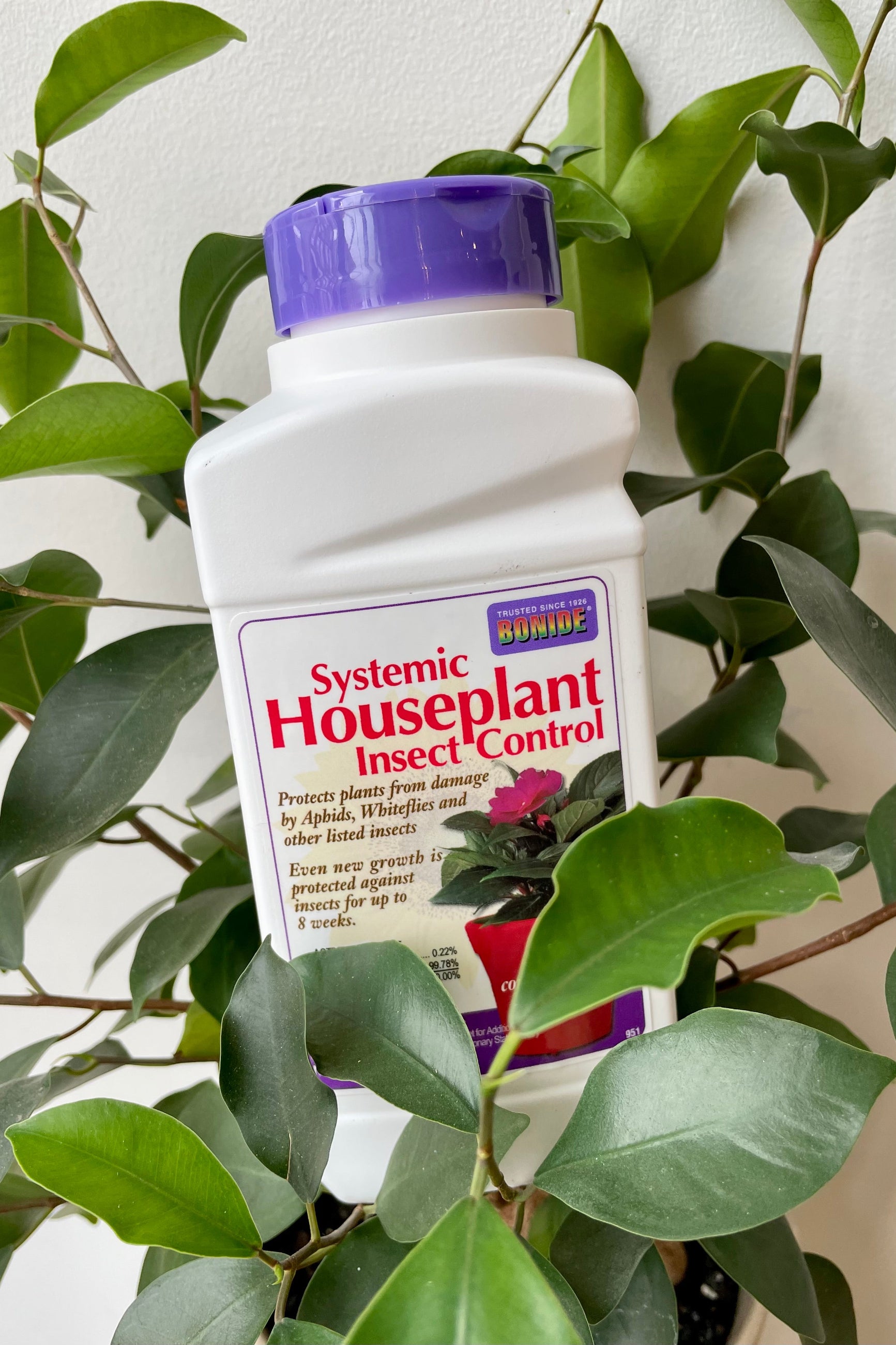 Bonide systemic houseplant granules shown in its 8oz container with a plant against a white wall. ©Sprout Home
