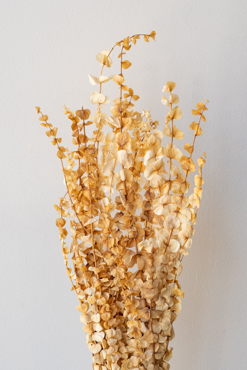 Bleached dried eucalyptus bunch against a white background