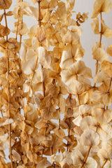 Close up of bleached dried eucalyptus bunch against a white background