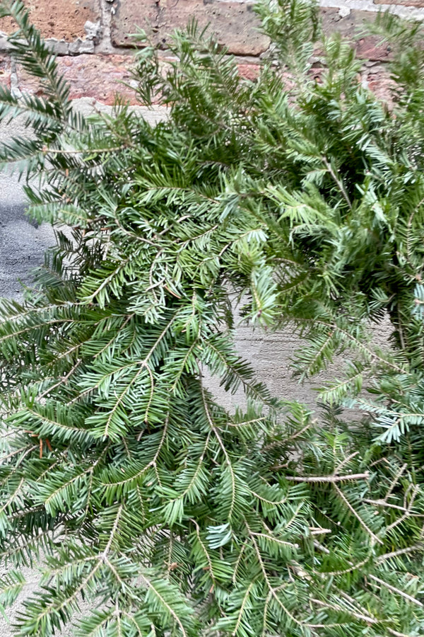 detail image of shaggy balsam fir in a wreath format. 