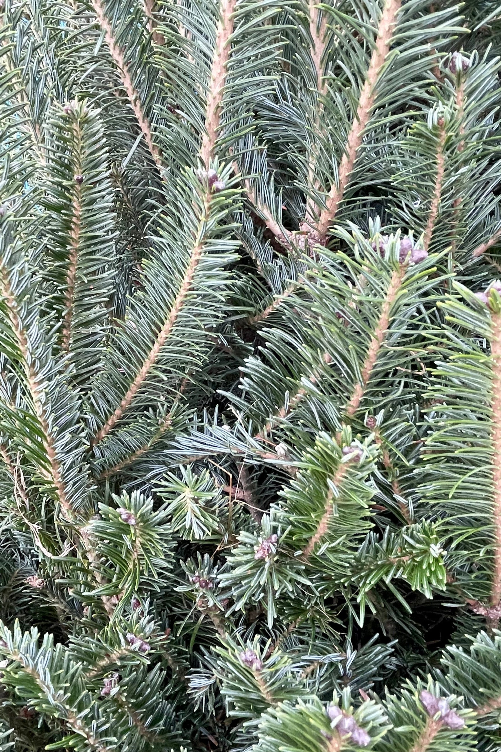 Balsam fir needles up close ©Sprout Home