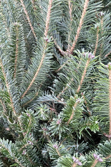 Balsam fir needles up close