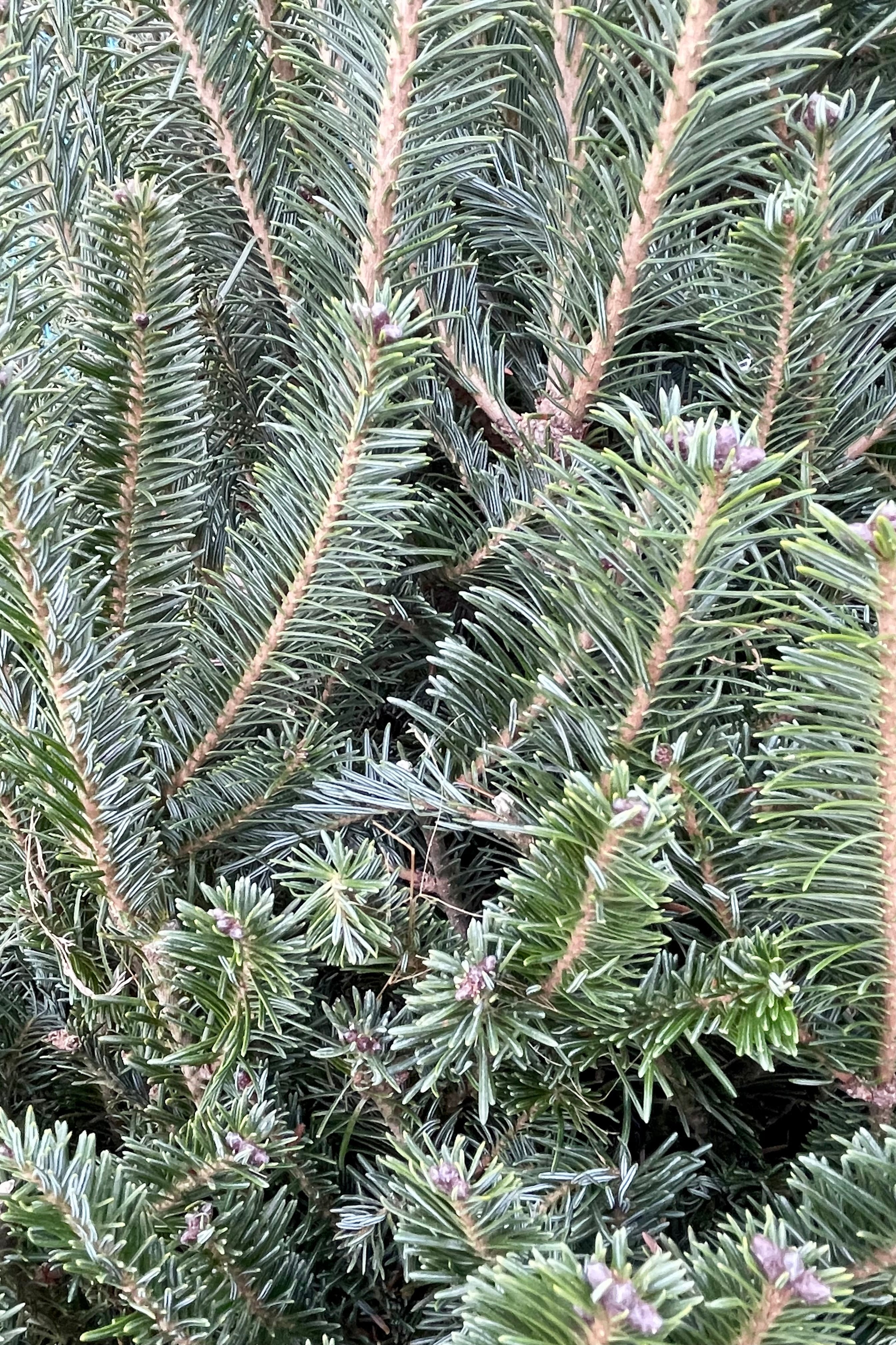 Balsam needles up close